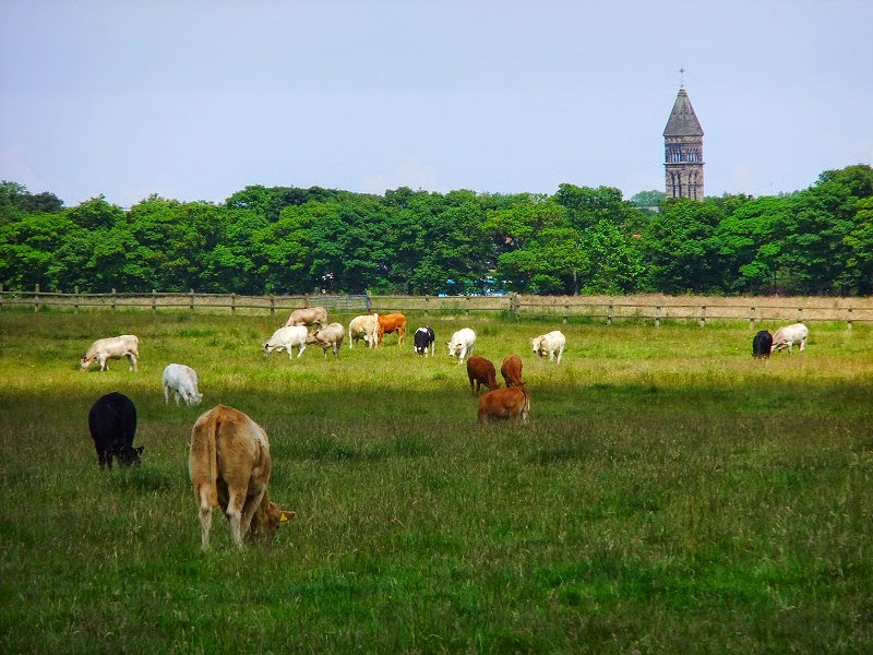 d14 07 08 Town Moor 12